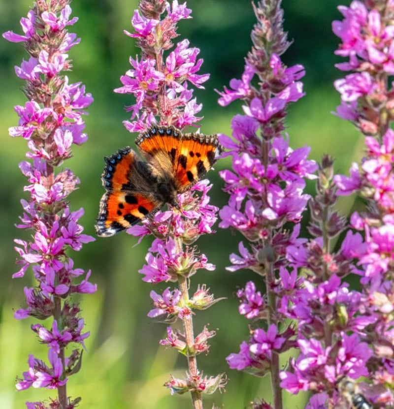 Set mit 3 Schmetterlingssträuchern Buddleja Davidii lila rot