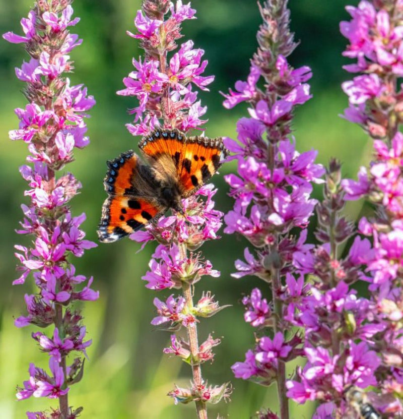 Buddleja davidii mix x8 - 2 x Buddleja davidii Royal Red - 2 x Buddleja davidii White Profusion - 2 x Buddleja davidii Pink Delight - 2 x Buddleja davidii purple Black Knight