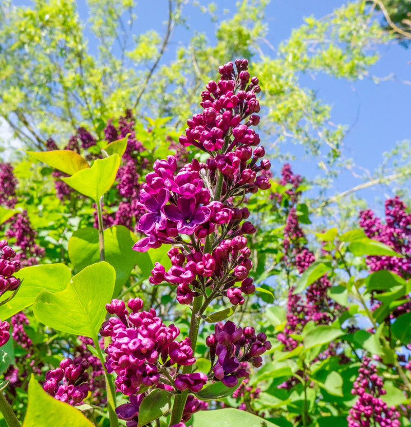 Set mit 3 Schmetterlingssträuchern Buddleja Davidii lila rot