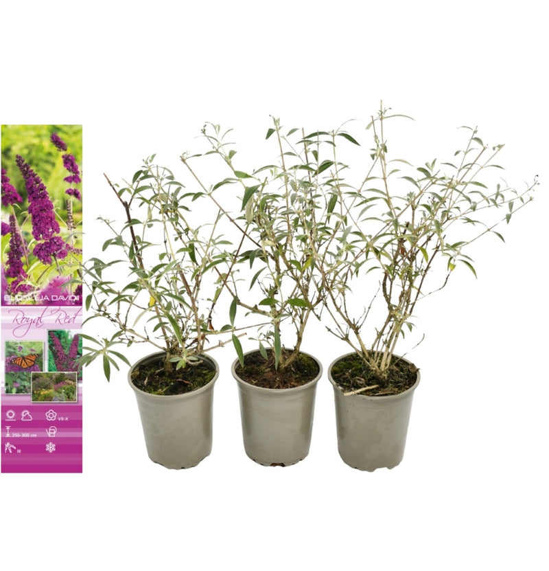 Set mit 3 Schmetterlingssträuchern Buddleja Davidii lila rot