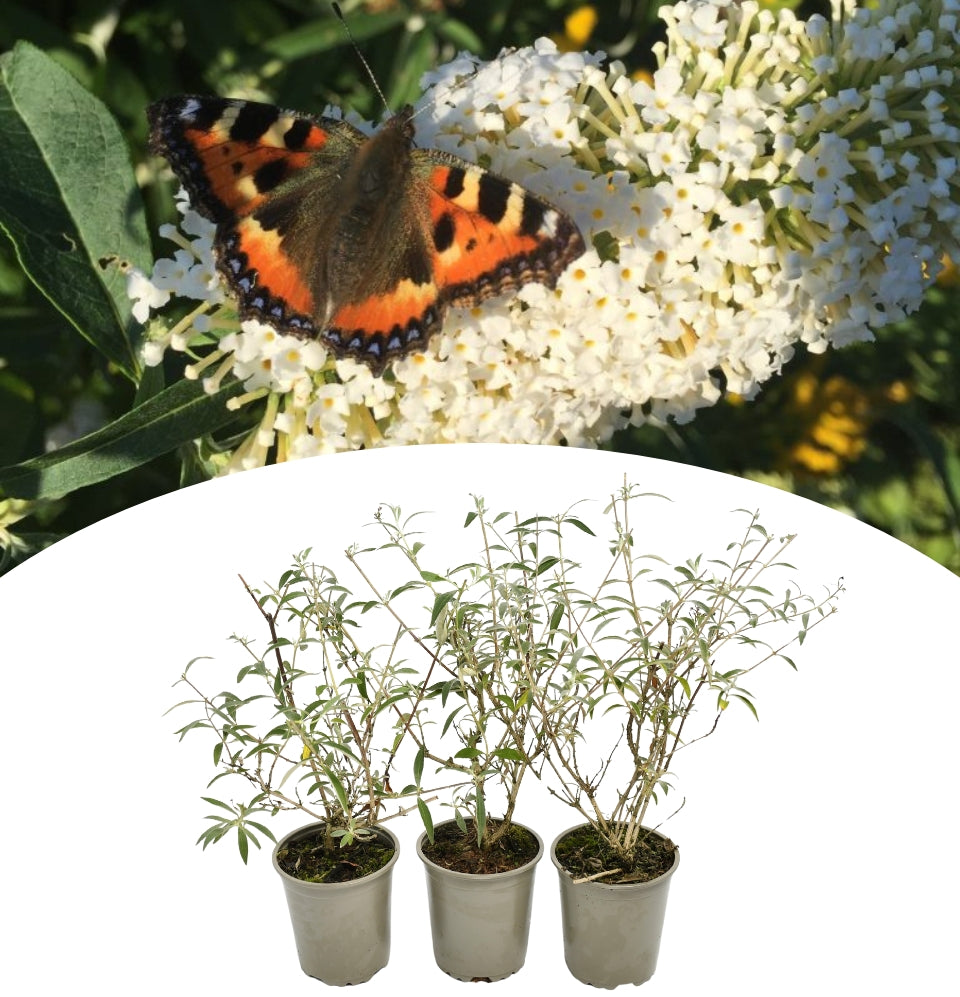 Set mit 3 Schmetterlingssträuchern Buddleja Davidii weiß