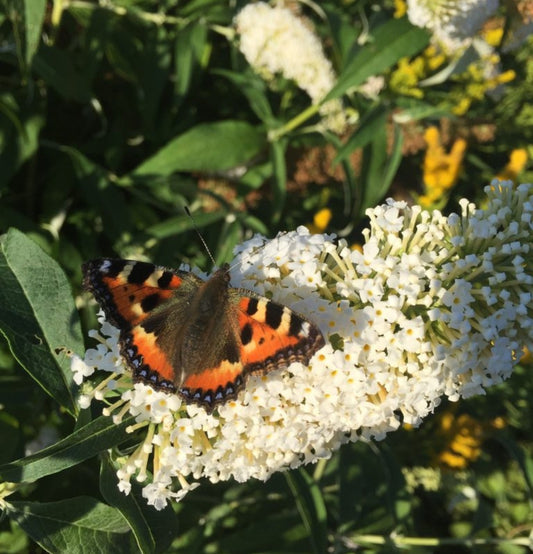 Set mit 3 Schmetterlingssträuchern Buddleja Davidii weiß