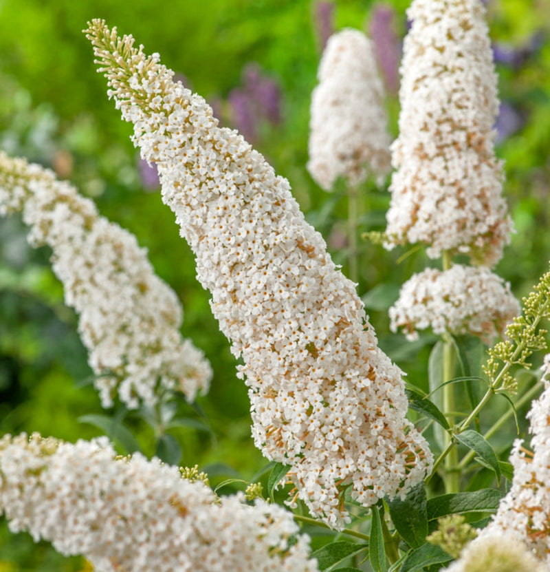 Set mit 3 Schmetterlingssträuchern Buddleja Davidii weiß