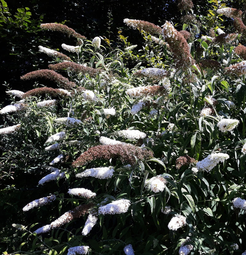 Set mit 3 Schmetterlingssträuchern Buddleja Davidii weiß