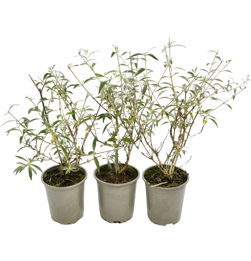 Set mit 3 Schmetterlingssträuchern Buddleja Davidii weiß