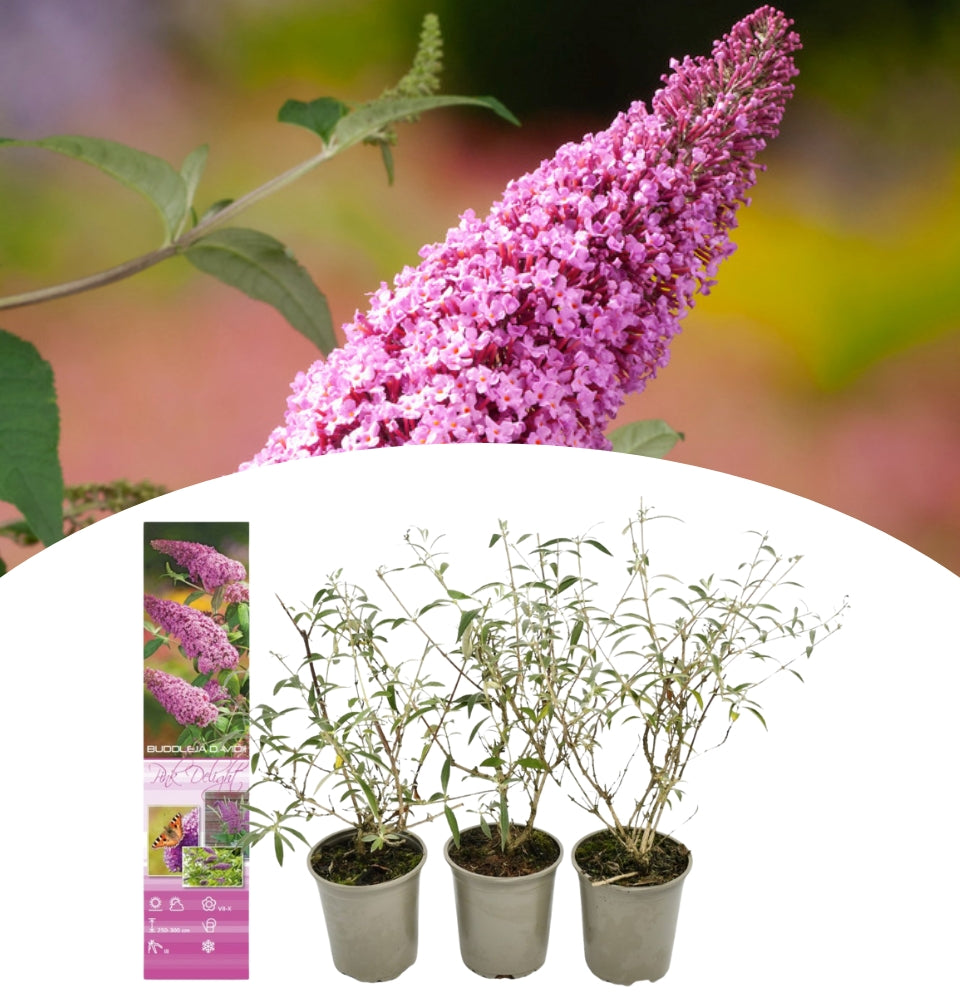 Set mit 3 Schmetterlingspflanzen Buddleja Davidii Pink