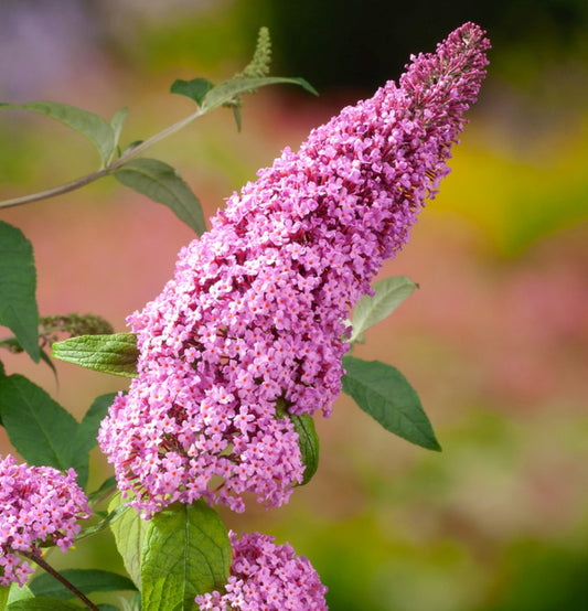 Set mit 3 Schmetterlingspflanzen Buddleja Davidii Pink