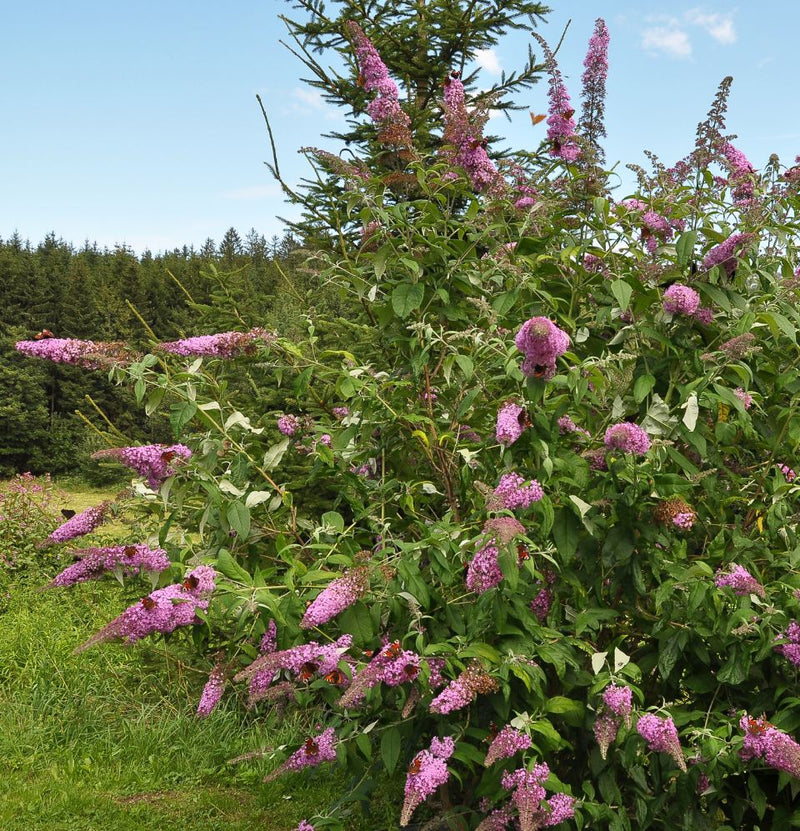 Buddleja davidii mix x8 - 2 x Buddleja davidii Royal Red - 2 x Buddleja davidii White Profusion - 2 x Buddleja davidii Pink Delight - 2 x Buddleja davidii purple Black Knight