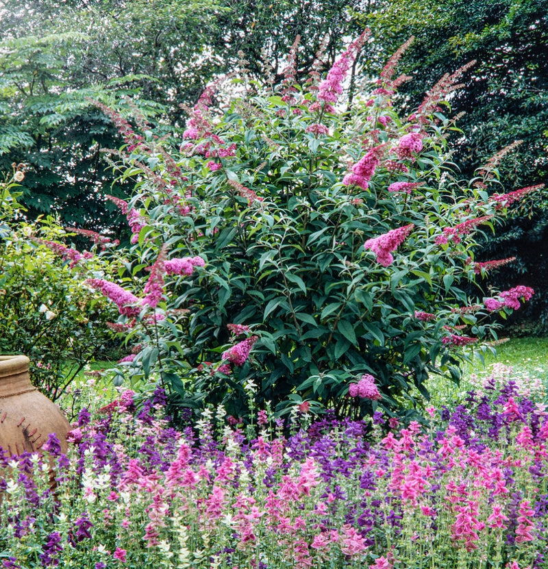 Set mit 3 Schmetterlingspflanzen Buddleja Davidii Pink