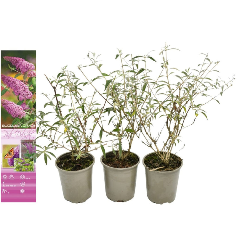 Set mit 3 Schmetterlingspflanzen Buddleja Davidii Pink