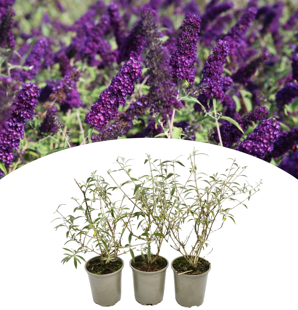 Set mit 3 Schmetterlingspflanzen Buddleja Davidii Schwarz/Lila