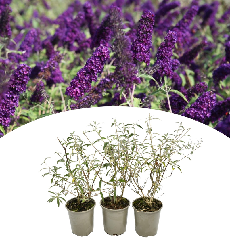 Conjunto de 3 Plantas Borboletas Buddleja Davidii Preto/Roxo