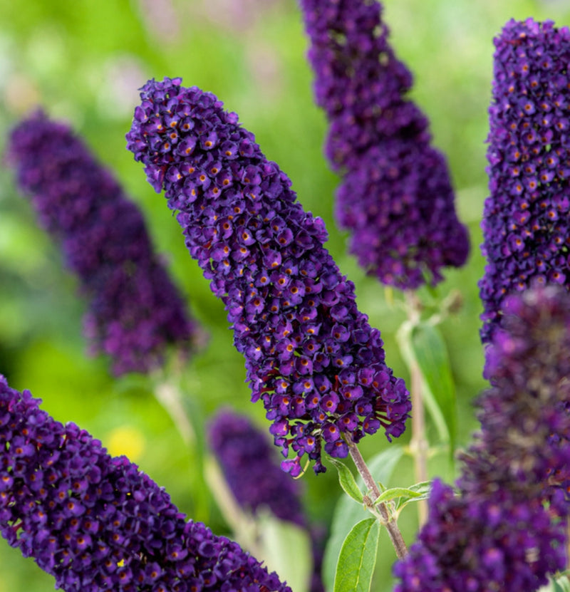 Conjunto de 3 Plantas Borboletas Buddleja Davidii Preto/Roxo