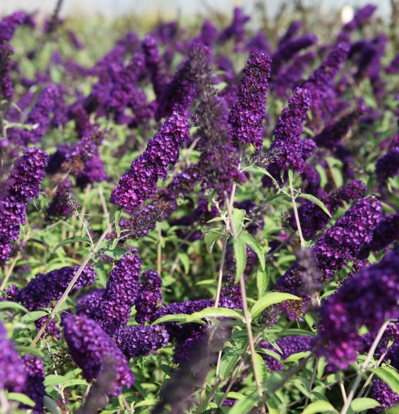 Juego de 3 plantas de mariposas Buddleja Davidii Negro/Púrpura