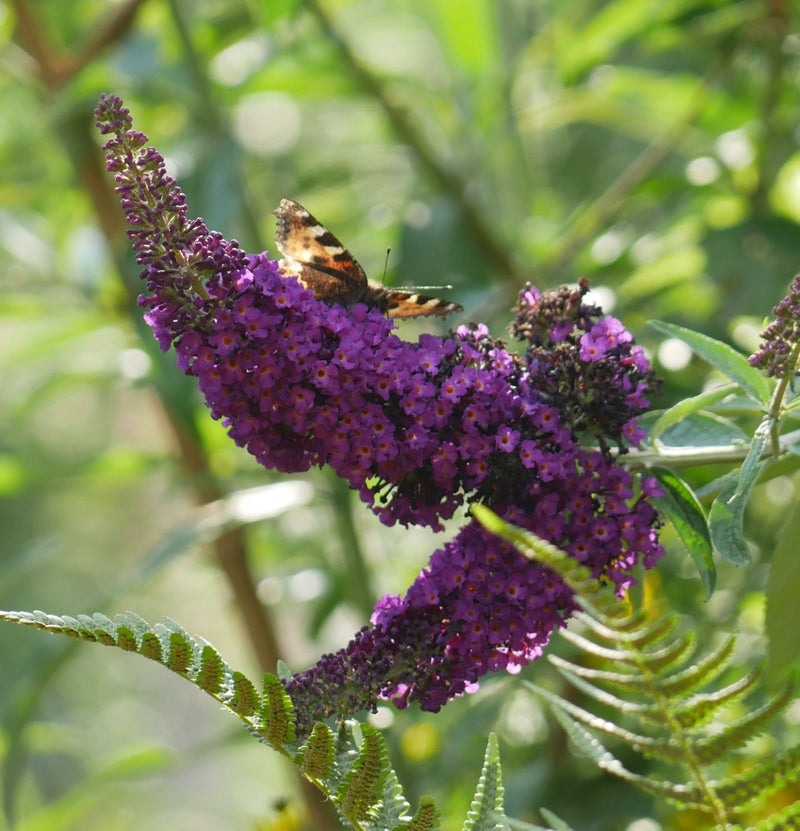 Set mit 3 Schmetterlingspflanzen Buddleja Davidii Schwarz/Lila