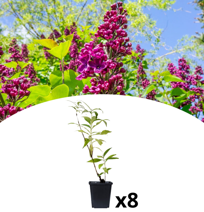 Buddleja davidii mix x8 - 2 x Buddleja davidii Royal Red - 2 x Buddleja davidii White Profusion - 2 x Buddleja davidii Pink Delight - 2 x Buddleja davidii purple Black Knight