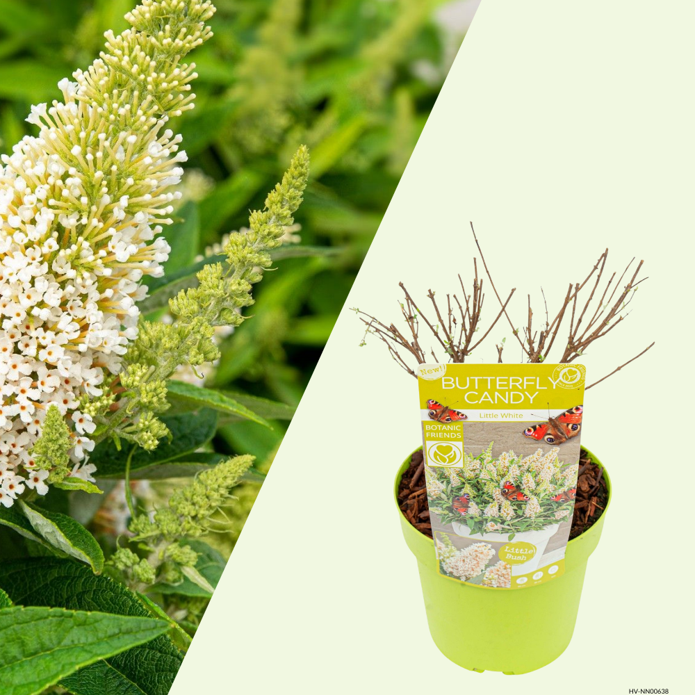 Buddleja Butterfly Candy (Vlinderstruik Little White) Witte bloei voor zonnige plek