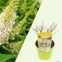 Buddleja Butterfly Candy (Vlinderstruik Little White) Witte bloei voor zonnige plek
