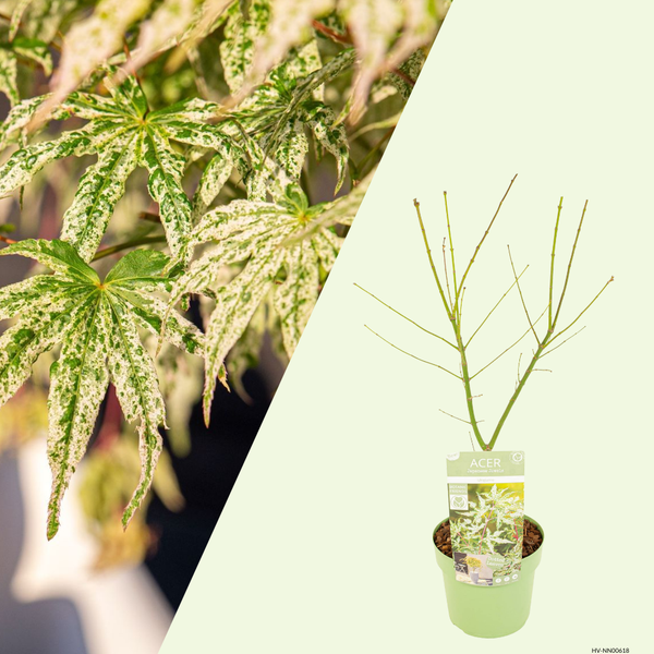 Acer palmatum Ukigumo (Japanse Esdoorn) Wit gemarmerd blad voor beschutte plek