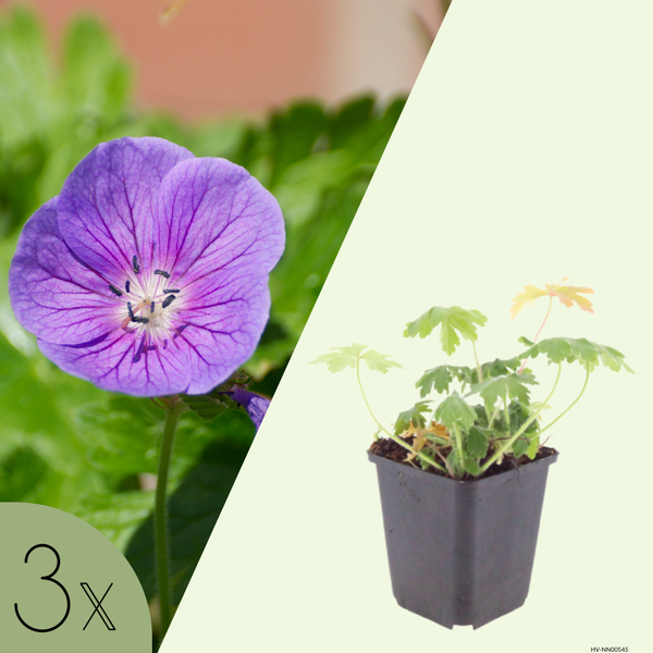3 Ooievaarsbek ‘Geranium macrorrhizum Bevan’s Variety’ Ø9 cm ↕15 cm