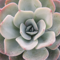 1 Succulent ‘Echeveria Lilacina’ Ø12–14 cm ↕5 cm