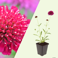 3  Beemdkroon ‘Knautia macedonica’ Ø9 cm ↕15 cm