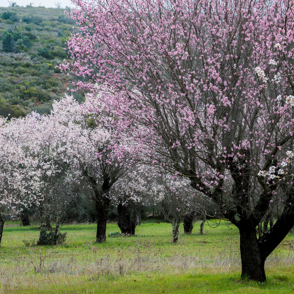 Prunus triloba (Amandelboompje), 80 cm, Rijkbloeiende voorjaarsboom