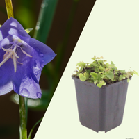 3 Sterklokje ‘Campanula poscharskyana’ Ø9 cm ↕15 cm