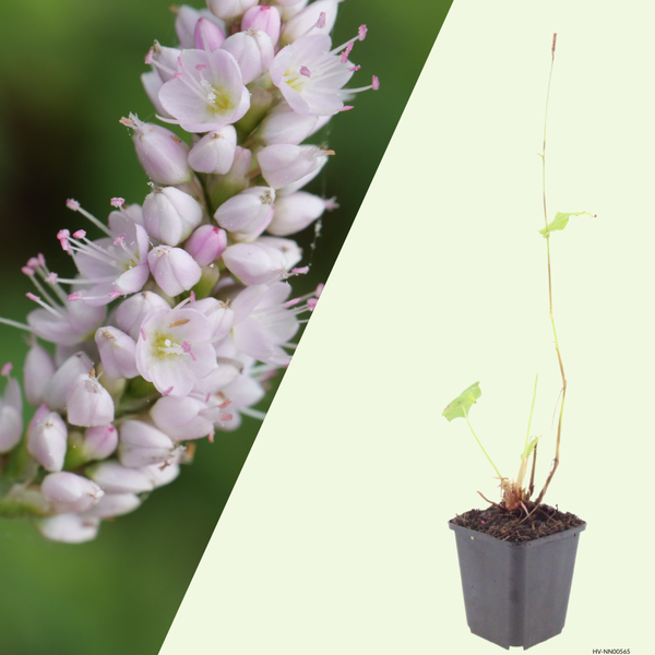 3  Duizendknoop ‘Persicaria affinis Superba’ Ø9 cm ↕15 cm