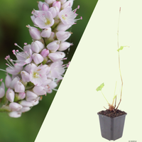 3  Duizendknoop ‘Persicaria affinis Superba’ Ø9 cm ↕15 cm