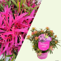 Rhododendron Azalea StarStyle Lila (Azalea StarStyle Lila) set van 6, Lila bloemen voor tuin en pot