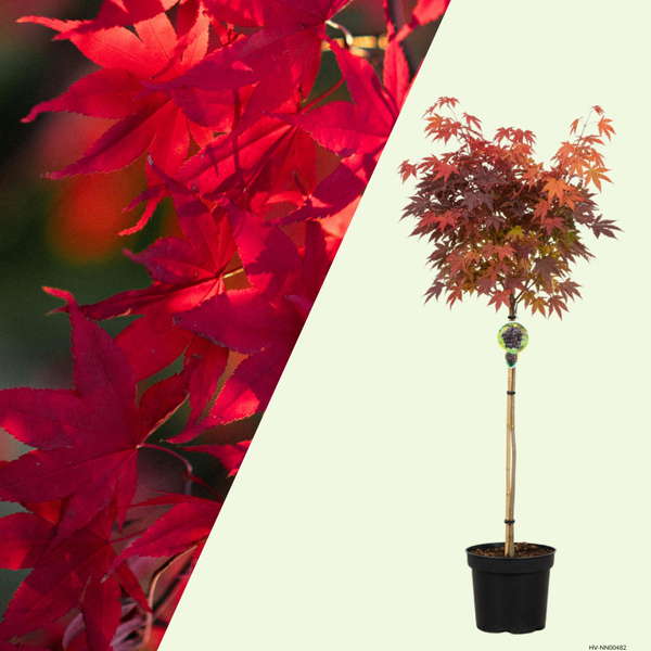 1 Rode Esdoorn Boom ‘Acer platanoides Crimson Sentry’ Ø21 cm ↕100 cm Stam 80 cm