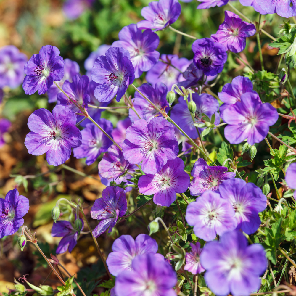 NatureNest Border Package Lila