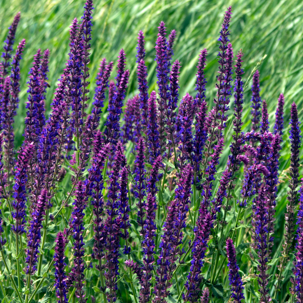 NatureNest Border Package Lila