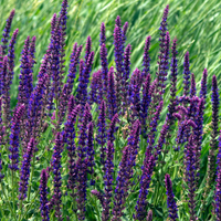 NatureNest Border Package Lila