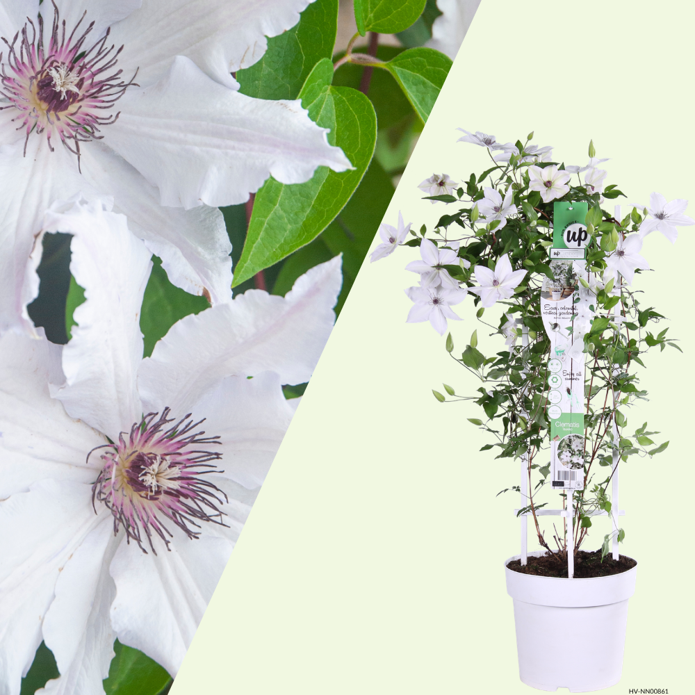 1 Clematis wit ‘Clematis’ Ø23 cm ↕80 cm