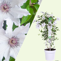 1 Clematis wit ‘Clematis’ Ø23 cm ↕80 cm