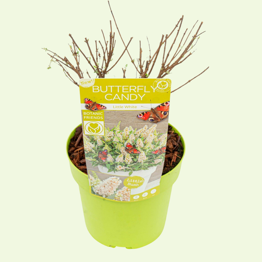 Buddleja Butterfly Candy (Vlinderstruik Little White) Witte bloei voor zonnige plek