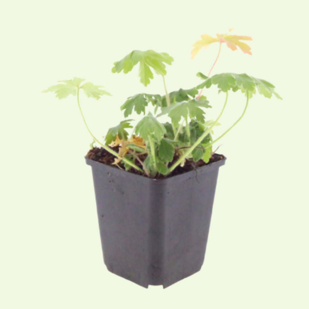 3 Ooievaarsbek ‘Geranium macrorrhizum Bevan’s Variety’ Ø9 cm ↕15 cm