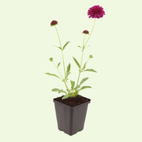 3  Beemdkroon ‘Knautia macedonica’ Ø9 cm ↕15 cm