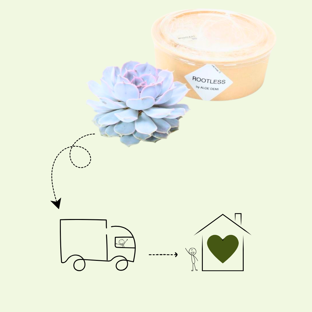 1 Succulent ‘Echeveria Lilacina’ Ø12–14 cm ↕5 cm