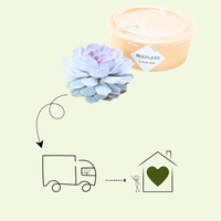 1 Succulent ‘Echeveria Lilacina’ Ø12–14 cm ↕5 cm