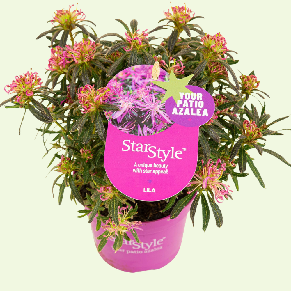 Rhododendron Azalea StarStyle Lila (Azalea StarStyle Lila) set van 6, Lila bloemen voor tuin en pot