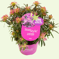 Rhododendron Azalea StarStyle Lila (Azalea StarStyle Lila) set van 6, Lila bloemen voor tuin en pot
