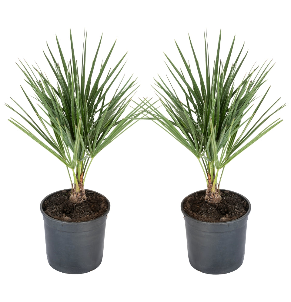 Set van 2 Europese Dwergdadelpalm medium