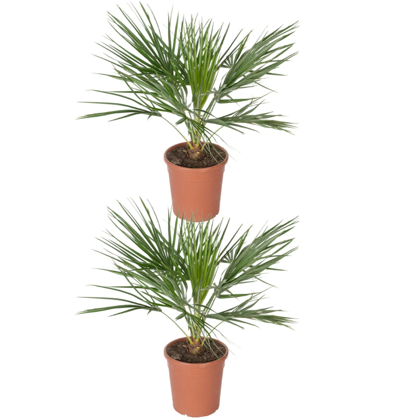 Set van 2 Europese Dwergdadelpalm XL