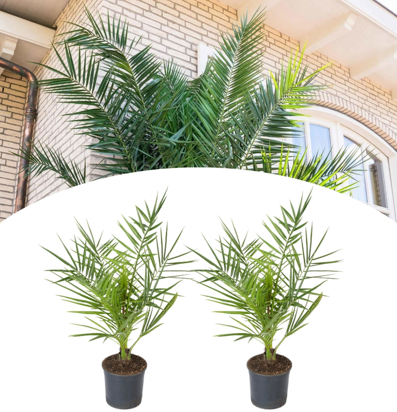 OH2 Set of 2 Canary Island Date Palm Medium