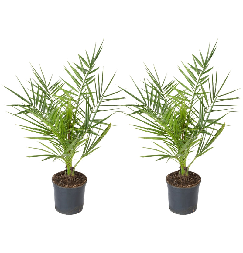 OH2 Set of 2 Canary Island Date Palm Medium