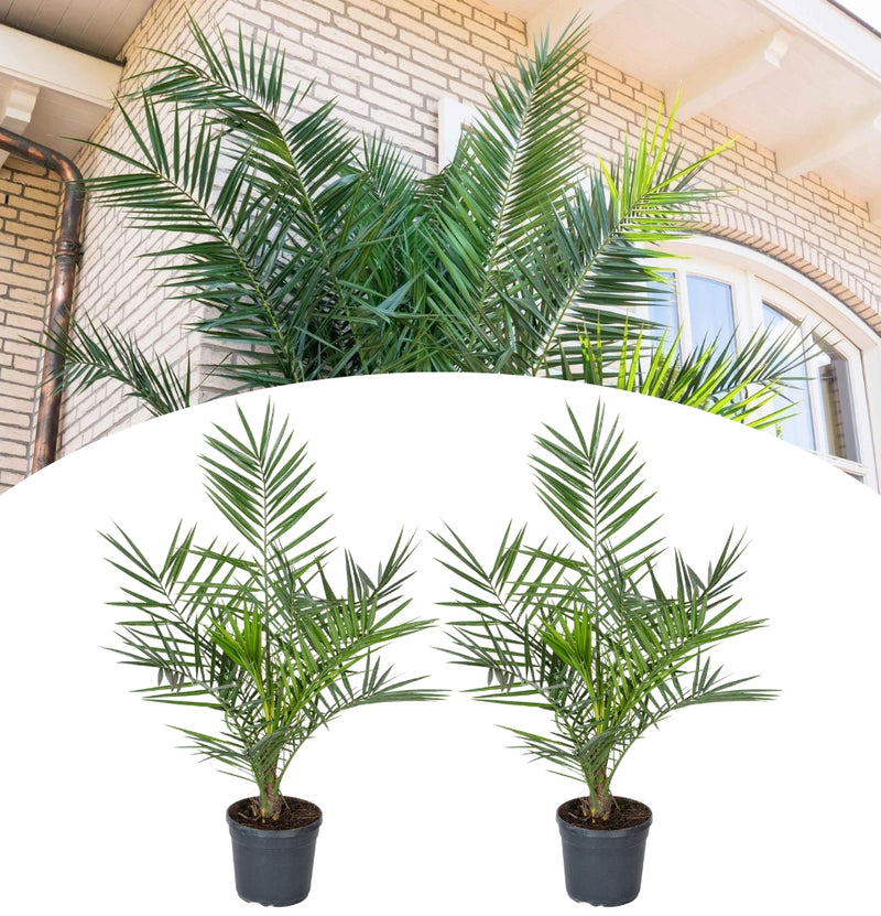 Set van 2 Canarische Dadelpalm XL