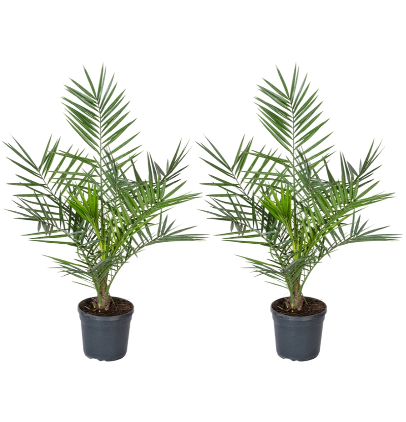 Set van 2 Canarische Dadelpalm XL